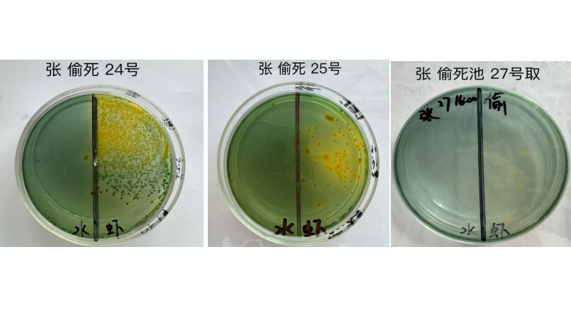 弧菌克星—"弧一(yī / yì ／yí)刀"  實際應用案例