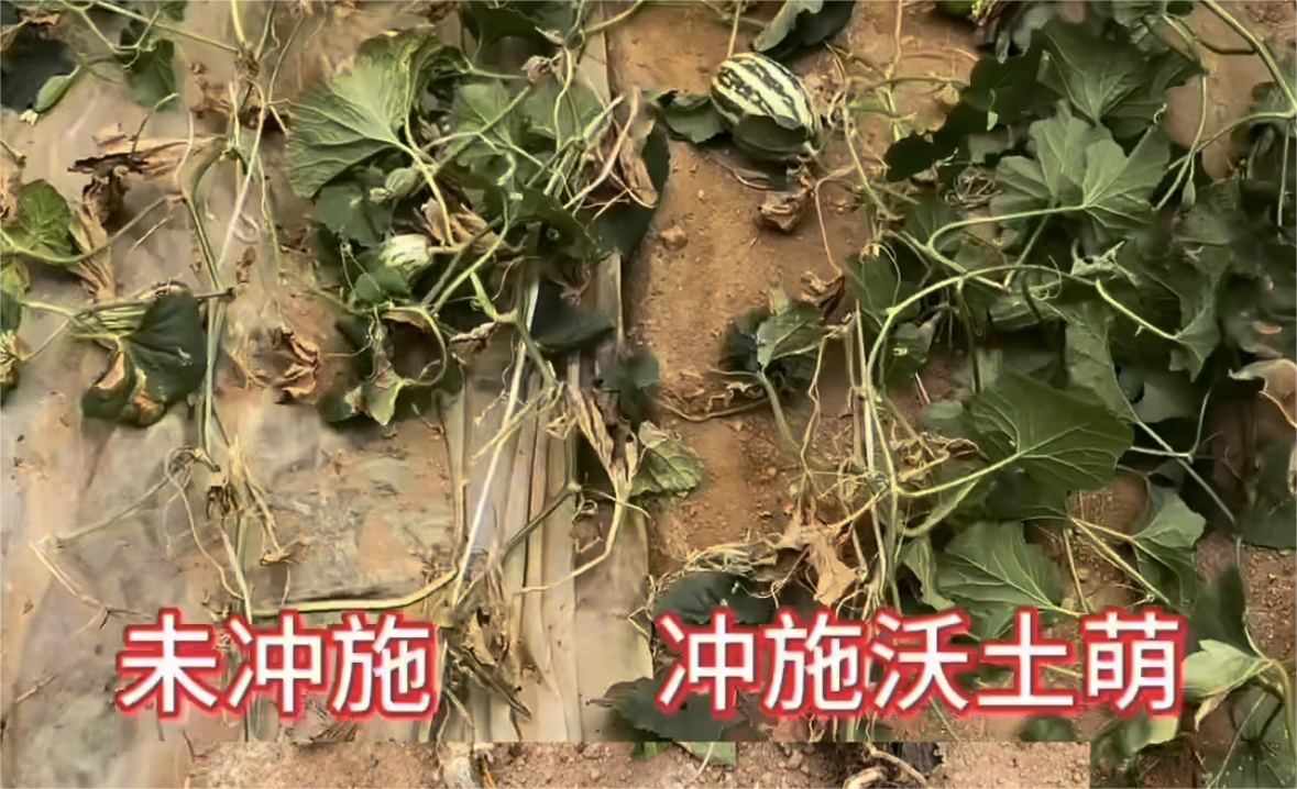 “沃土萌”—在(zài)甜瓜上(shàng)的(de)實際應用案例